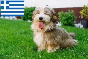 Подробнее о статье Заводчики и щенки хаванеза в Греции