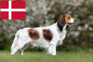 Подробнее о статье Голландские заводчики и щенки Kooikerhondje в Дании