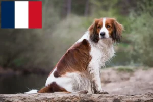 Подробнее о статье Голландские кукерхонды (Kooikerhondje) заводчики и щенки во Франции