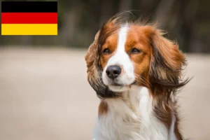 Подробнее о статье Голландские кукерхонды — заводчики и щенки в Германии