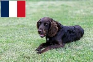 Подробнее о статье Заводчики и щенки немецких сторожевых собак во Франции