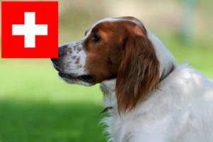 Подробнее о статье Заводчики и щенки ирландского красно-белого сеттера в Швейцарии