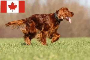 Подробнее о статье Заводчики и щенки ирландского красного сеттера в Канаде