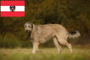 Подробнее о статье Заводчики и щенки ирландского волкодава в Австрии