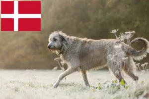 Подробнее о статье Заводчики и щенки ирландского волкодава в Дании