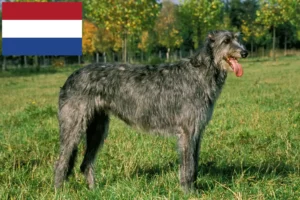 Подробнее о статье Заводчики и щенки ирландского волкодава в Нидерландах