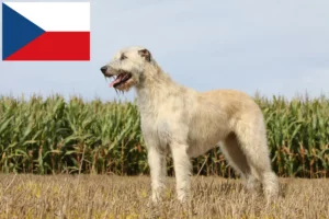 Подробнее о статье Заводчики и щенки ирландского волкодава в Чехии