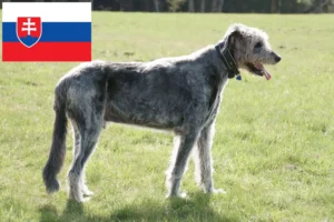 Подробнее о статье Заводчики и щенки ирландского волкодава в Словакии