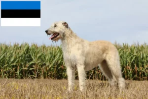 Подробнее о статье Заводчики и щенки ирландского волкодава в Эстонии