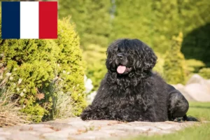 Подробнее о статье Cão de Agua português заводчики и щенки во Франции