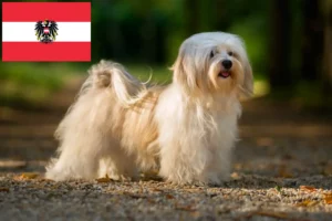 Подробнее о статье Заводчики и щенки хаванеза в Австрии