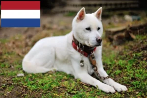 Подробнее о статье Заводчики и щенки Кишу в Нидерландах
