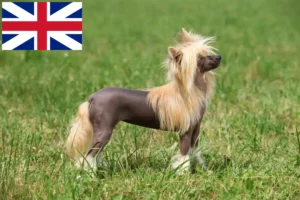 Подробнее о статье Заводчики и щенки китайской хохлатой собаки в Великобритании