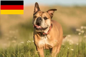 Подробнее о статье Заводчики и щенки континентального бульдога в Германии