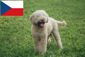 Подробнее о статье Заводчики и щенки Lagotto Romagnolo в Чешской Республике