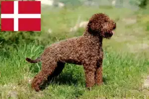 Подробнее о статье Заводчики и щенки Lagotto Romagnolo в Дании