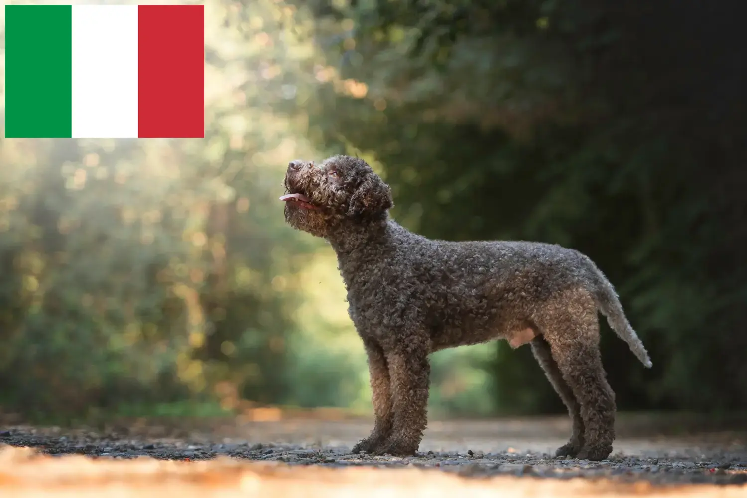 Подробнее о статье Заводчики и щенки Lagotto Romagnolo в Италии