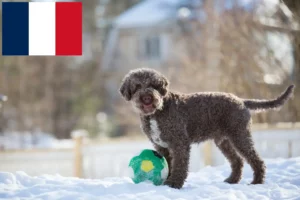 Подробнее о статье Заводчики и щенки Lagotto Romagnolo во Франции