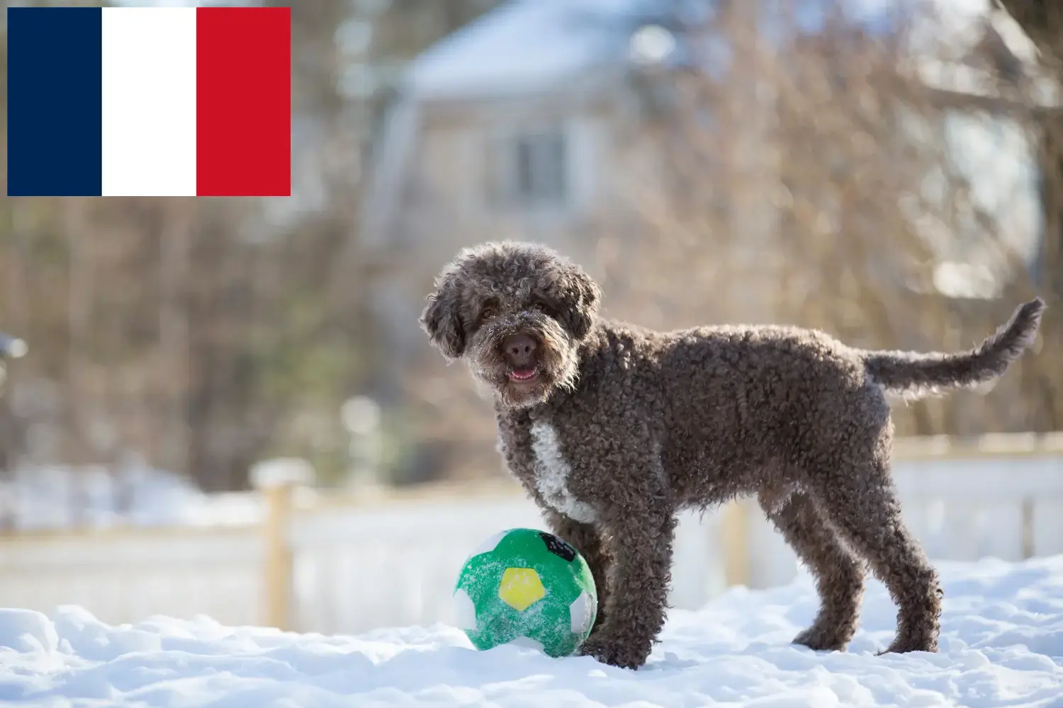 Подробнее о статье Заводчики и щенки Lagotto Romagnolo во Франции