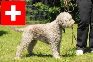 Подробнее о статье Заводчики и щенки Lagotto Romagnolo в Швейцарии