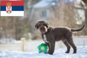 Подробнее о статье Заводчики и щенки Lagotto Romagnolo в Сербии