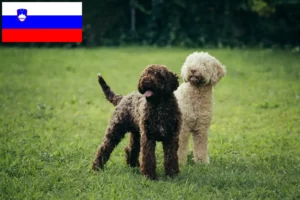 Подробнее о статье Заводчики и щенки Lagotto Romagnolo в Словении