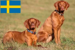 Подробнее о статье Мадьярские виззлы — заводчики и щенки в Швеции