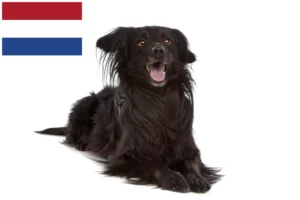 Подробнее о статье Заводчики и щенки Markiesje в Нидерландах