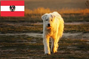 Подробнее о статье Заводчики и щенки миоритов в Австрии