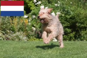 Подробнее о статье Заводчики и щенки выдровых гончих в Нидерландах