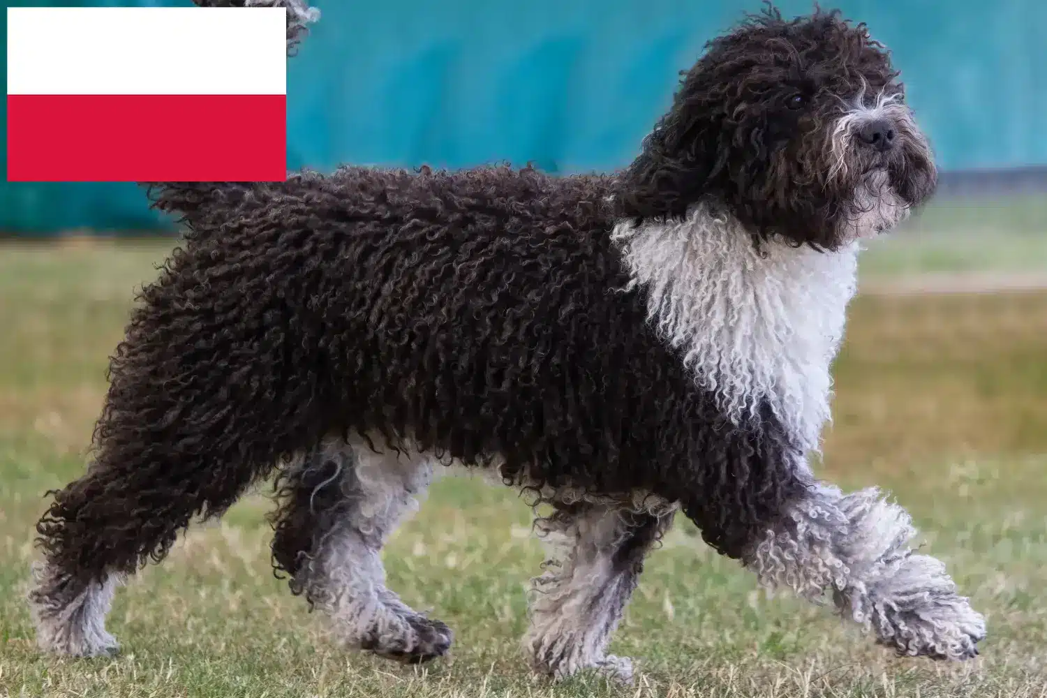 Подробнее о статье Заводчики и щенки Perro de Agua Español в Польше