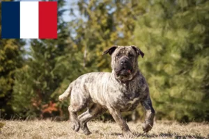 Подробнее о статье Заводчики и щенки Presa Canario во Франции