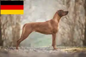 Подробнее о статье Заводчики и щенки родезийского риджбека в Германии
