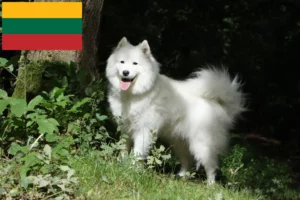 Подробнее о статье Заводчики и щенки самоедов в Литве