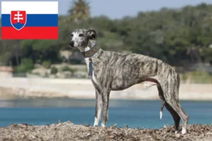 Подробнее о статье Заводчики и щенки уиппета в Словакии