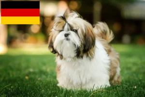 Подробнее о статье Заводчики и щенки ши-тцу в Германии