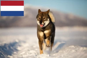 Подробнее о статье Заводчики и щенки сикоку в Нидерландах