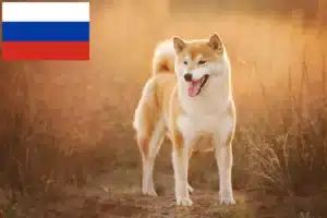 Подробнее о статье Заводчики и щенки сиба в России