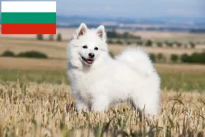 Подробнее о статье Заводчики и щенки шпицев в Болгарии