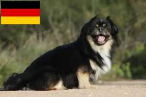Подробнее о статье Заводчики и щенки тибетского спаниеля в Германии