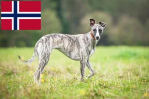 Подробнее о статье Заводчики и щенки уиппета в Норвегии