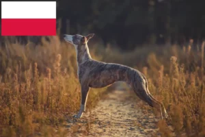 Подробнее о статье Заводчики и щенки уиппета в Польше
