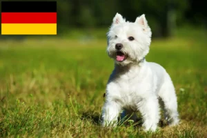 Подробнее о статье Заводчики и щенки породы Вести в Германии
