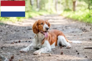 Подробнее о статье Вельш-спрингер-спаниели — заводчики и щенки в Нидерландах