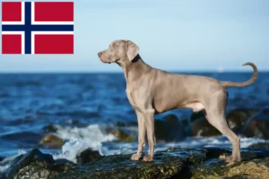 Подробнее о статье Заводчики и щенки веймаранера в Норвегии