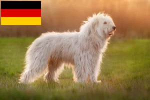 Подробнее о статье Южнорусские Овчарки — заводчики и щенки в Германии
