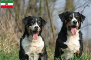 Подробнее о статье Заводчик Аппенцелльская горная собака и щенки в Северном Рейне-Вестфалии
