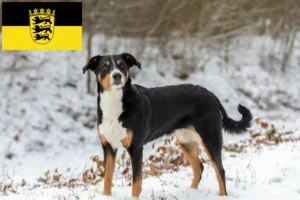 Подробнее о статье Заводчик и щенки Аппенцелльской горной собаки в Баден-Вюртемберге