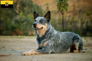 Подробнее о статье Заводчики и щенки собак породы Австралийский КРС в Саксонии-Анхальт