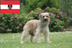 Подробнее о статье Бергер де Пиренеи заводчики и щенки в Австрии